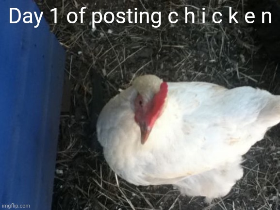 Angry Chicken Boss | Day 1 of posting c h i c k e n | image tagged in memes,angry chicken boss | made w/ Imgflip meme maker