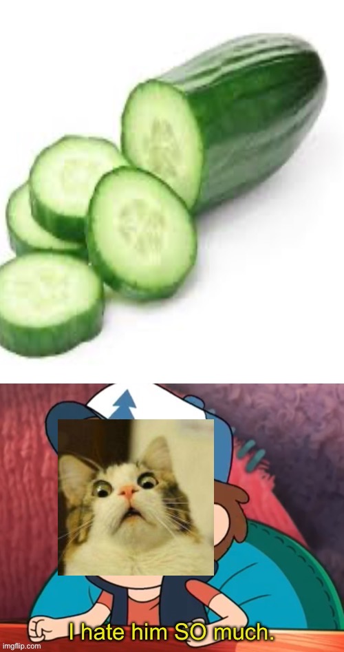 I hates this cucumbr hoomin | image tagged in dipper i hate him so much,cat,vs,cucumber | made w/ Imgflip meme maker