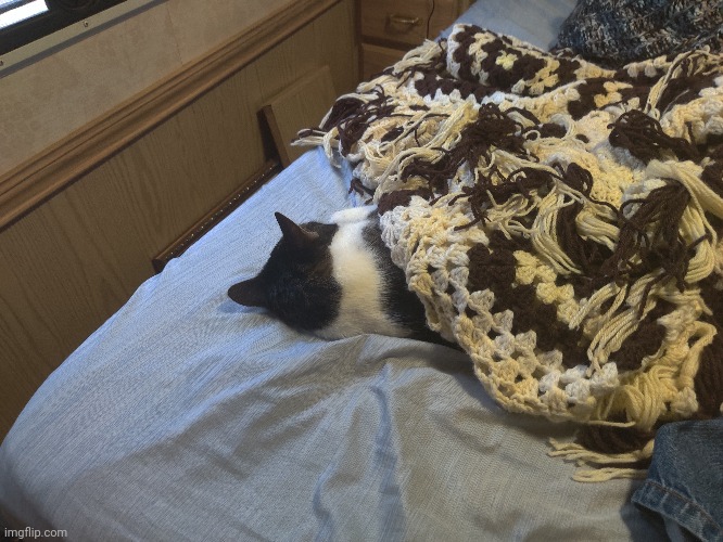 Rare photo of my cat sleeping under a blanket | image tagged in cat,sleeping cat | made w/ Imgflip meme maker
