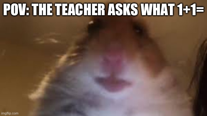 facetime hamster | POV: THE TEACHER ASKS WHAT 1+1= | image tagged in facetime hamster | made w/ Imgflip meme maker