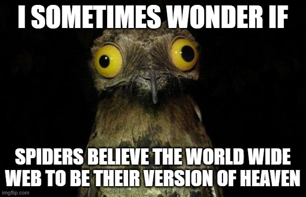 Weird Stuff I Do Potoo | I SOMETIMES WONDER IF; SPIDERS BELIEVE THE WORLD WIDE WEB TO BE THEIR VERSION OF HEAVEN | image tagged in memes,weird stuff i do potoo | made w/ Imgflip meme maker