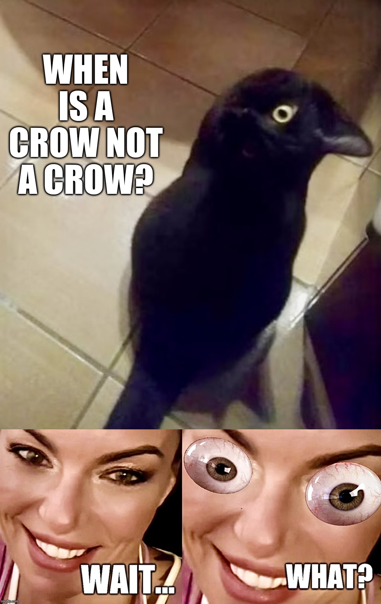 Crownip | WHEN IS A CROW NOT A CROW? | image tagged in crow,memes,wait what,lookalike,cat | made w/ Imgflip meme maker