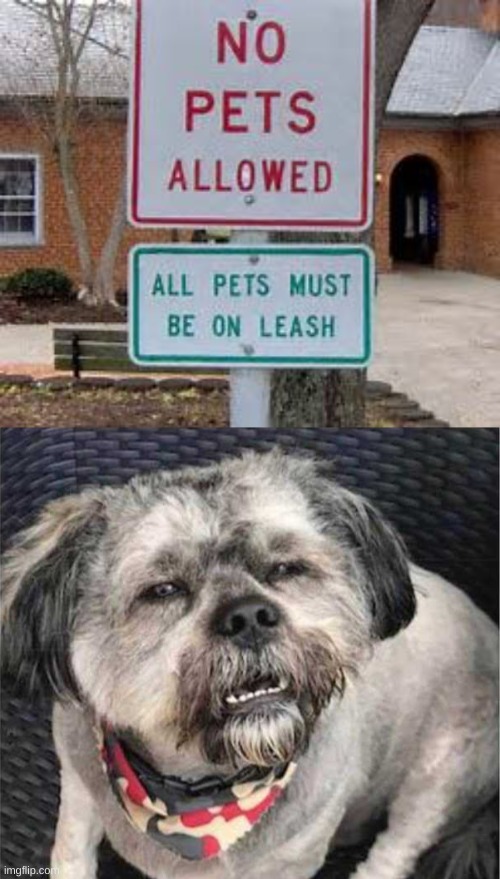 bruh | image tagged in confused dog,funny road signs,you had one job | made w/ Imgflip meme maker