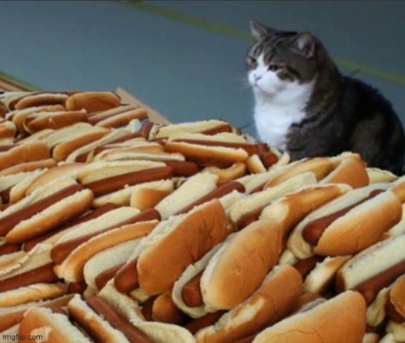 Cat and hot dogs Blank Meme Template