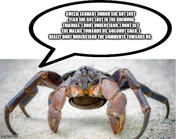 another one of these | AMELIA EARHART UHHHH SHE GOT LOST , YEAH SHE GOT LOST IN THE BREMUDA TRIANGLE. I DONT UNDERSTAND, I DONT GET THE MALICE TOWARDS US, COCONUT CRAB. I REALLY DONT UNDERSTAND THE COMMENTS TOWARDS US. | image tagged in crab,funny | made w/ Imgflip meme maker
