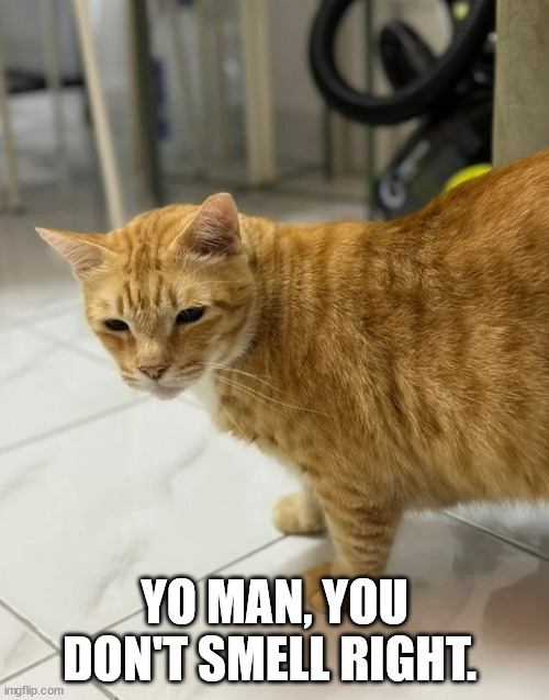 When your cat doesn't like someone. | YO MAN, YOU DON'T SMELL RIGHT. | image tagged in cats,orange cats | made w/ Imgflip meme maker