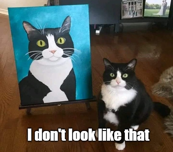 I don't look like that | image tagged in meme,memes,funny,cats | made w/ Imgflip meme maker