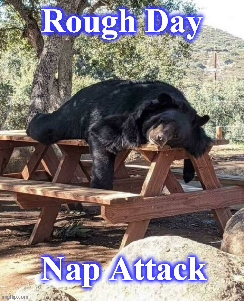 nappingbear | Rough Day; Nap Attack | image tagged in nappingbear | made w/ Imgflip meme maker