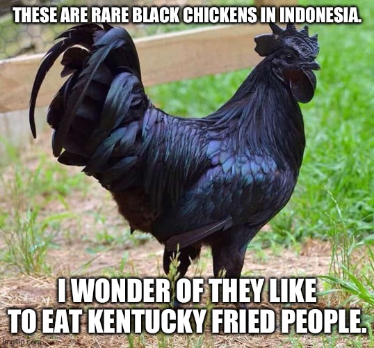 Probably. They’re black. Also /j I’m not racist. | THESE ARE RARE BLACK CHICKENS IN INDONESIA. I WONDER OF THEY LIKE TO EAT KENTUCKY FRIED PEOPLE. | image tagged in big black chicken | made w/ Imgflip meme maker