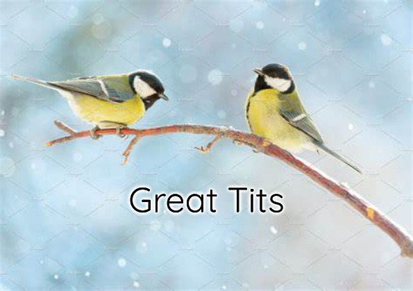 Great Tits | image tagged in great tits,tits,tit | made w/ Imgflip meme maker