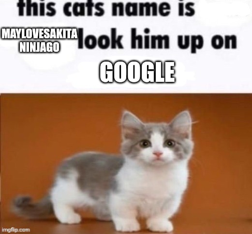 This cats name is (blank) | MAYLOVESAKITA NINJAGO GOOGLE | image tagged in this cats name is blank | made w/ Imgflip meme maker