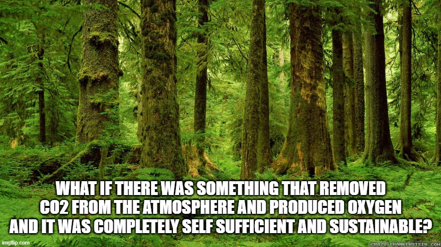 Perhaps "science" should stop classifying carbon dioxide as air pollution. | WHAT IF THERE WAS SOMETHING THAT REMOVED CO2 FROM THE ATMOSPHERE AND PRODUCED OXYGEN AND IT WAS COMPLETELY SELF SUFFICIENT AND SUSTAINABLE? | image tagged in co2 is essential for life,increased co2 causes plants to grow stronger | made w/ Imgflip meme maker