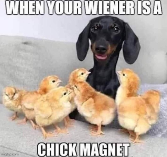 Chick | image tagged in bad pun | made w/ Imgflip meme maker