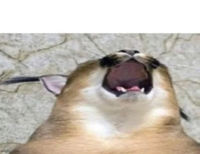 Balls stuck In printer | image tagged in balls stuck in printer | made w/ Imgflip meme maker