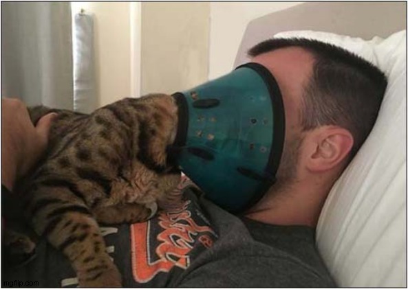 I Got Your Nose ! | image tagged in cats,cone,nose | made w/ Imgflip meme maker