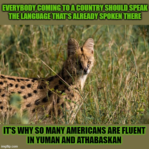 This #lolcat wonders if you speak the language of the people who lived where you do 300 years ago | EVERYBODY COMING TO A COUNTRY SHOULD SPEAK
THE LANGUAGE THAT'S ALREADY SPOKEN THERE; IT'S WHY SO MANY AMERICANS ARE FLUENT
IN YUMAN AND ATHABASKAN | image tagged in language,hypocrisy,lolcat,immigration,native american | made w/ Imgflip meme maker