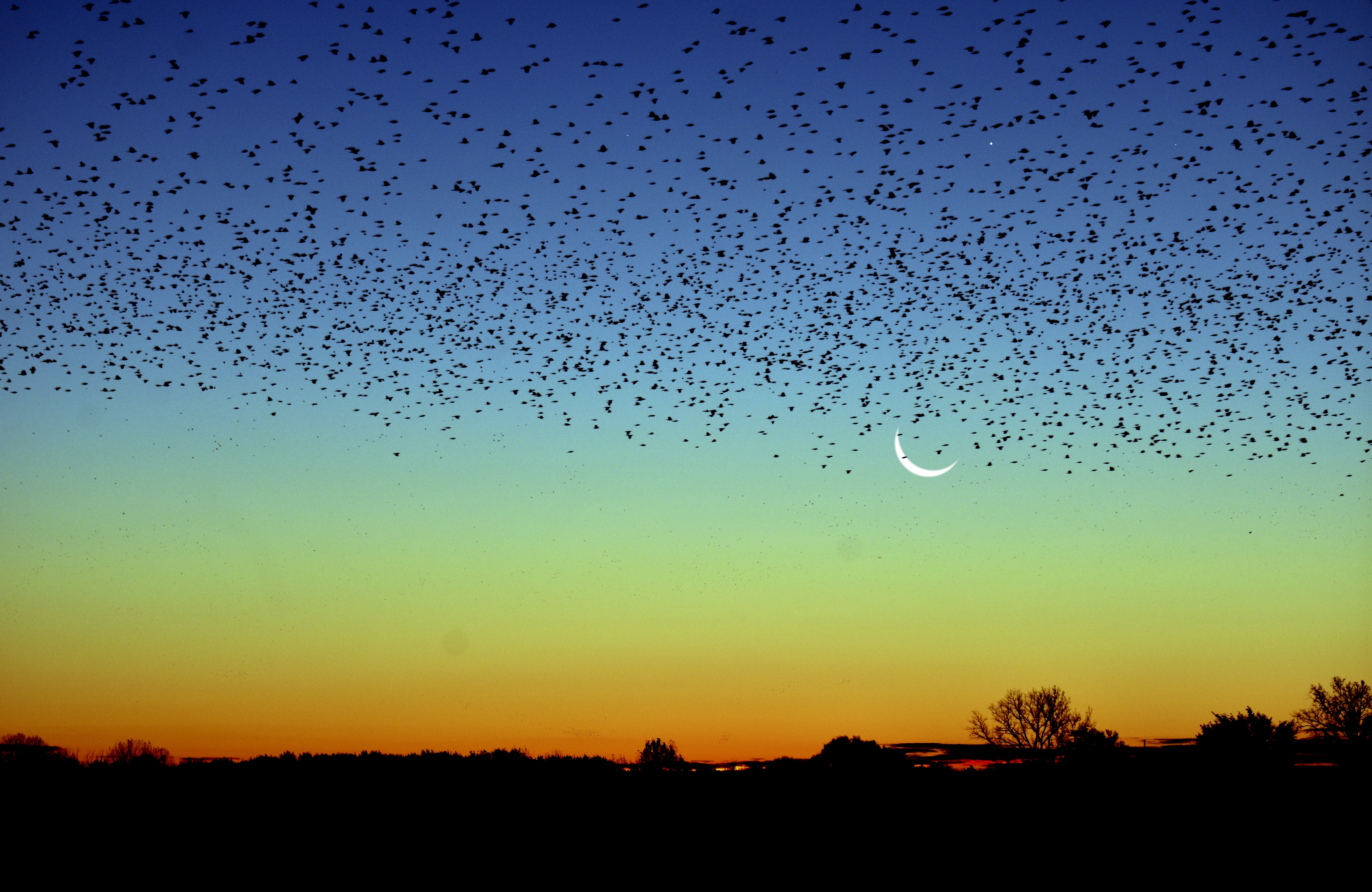 Blackbird migration at Dawn with crescent moon and Venus above. | made w/ Imgflip meme maker