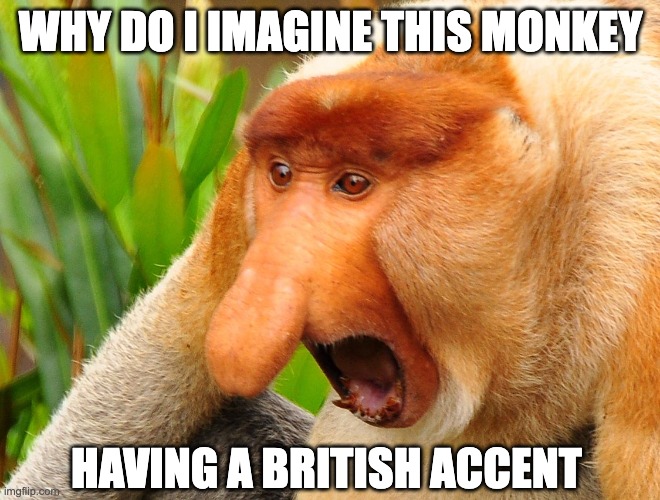 pls tell me you see it too | WHY DO I IMAGINE THIS MONKEY; HAVING A BRITISH ACCENT | image tagged in nosacz,funny,british,funny memes | made w/ Imgflip meme maker