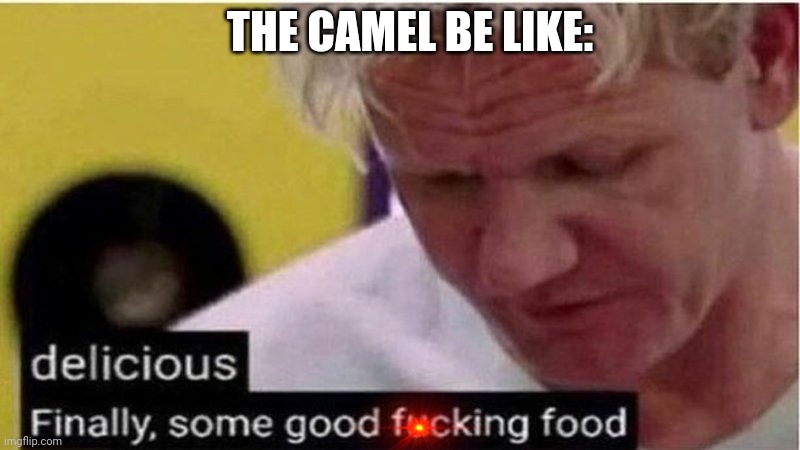 Gordon Ramsay some good food | THE CAMEL BE LIKE: | image tagged in gordon ramsay some good food | made w/ Imgflip meme maker