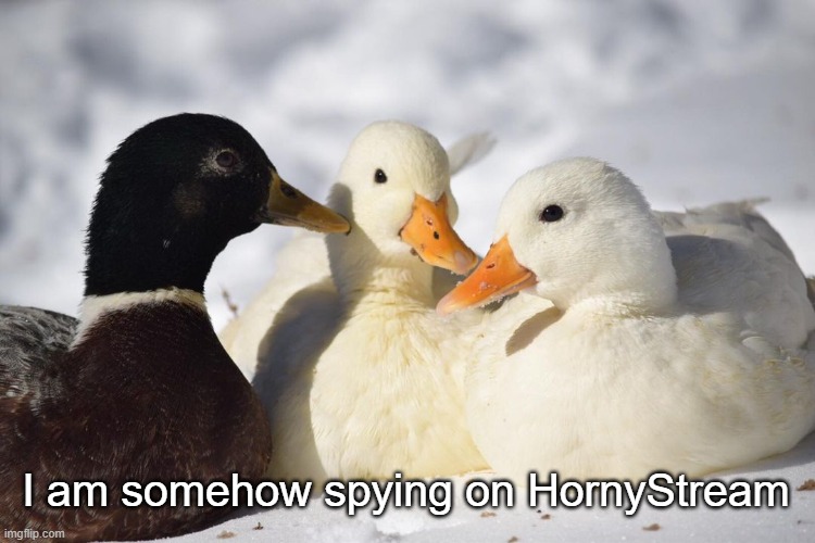spying | I am somehow spying on HornyStream | image tagged in dunkin ducks | made w/ Imgflip meme maker