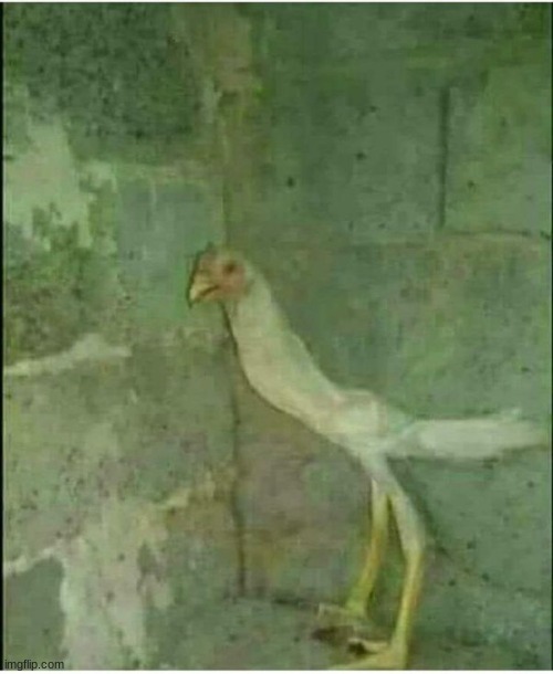 Chicken | image tagged in cursed image,cursed,fun | made w/ Imgflip meme maker