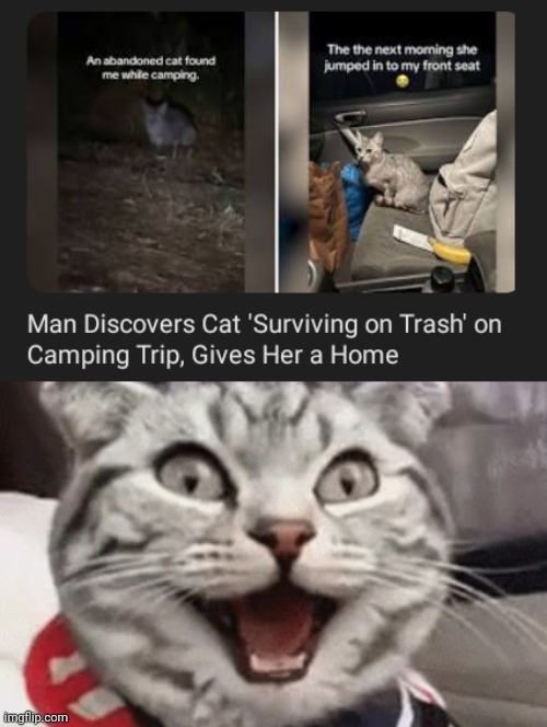 A home for cat | image tagged in happi cat,memes,cats,cat,home,trip | made w/ Imgflip meme maker