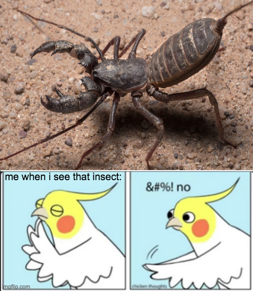 insect name is the Vinegaroo. | me when i see that insect: | image tagged in chicken thoughts says no,memes,funny,insects,bird,what is that | made w/ Imgflip meme maker