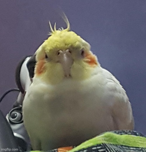 Thicc cockatiel | image tagged in thicc cockatiel | made w/ Imgflip meme maker