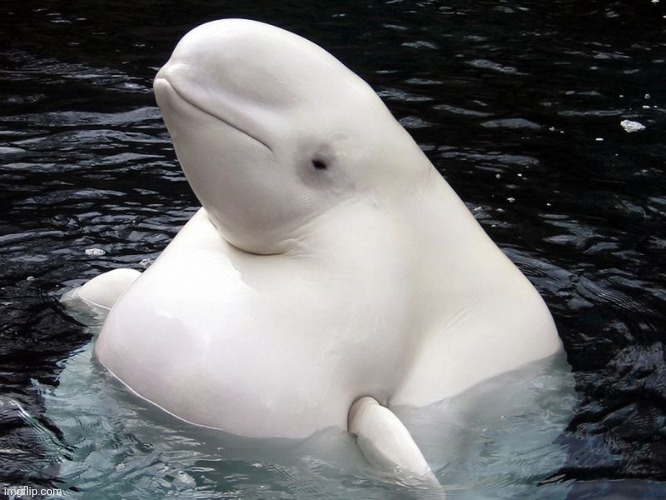 Fat Whale | image tagged in fat whale | made w/ Imgflip meme maker