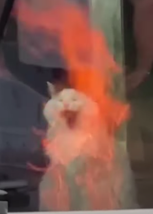 Cat on fire Blank Meme Template