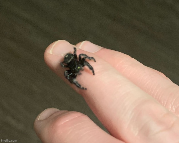 This spider came back from the dead | made w/ Imgflip meme maker