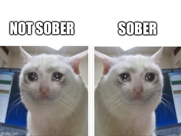Miserable Cat | SOBER; NOT SOBER | image tagged in cats,sad | made w/ Imgflip meme maker