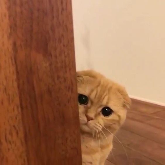 cute Blank Meme Template