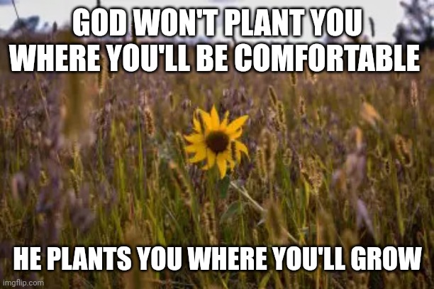 Sunflower | GOD WON'T PLANT YOU WHERE YOU'LL BE COMFORTABLE; HE PLANTS YOU WHERE YOU'LL GROW | image tagged in sunflower | made w/ Imgflip meme maker