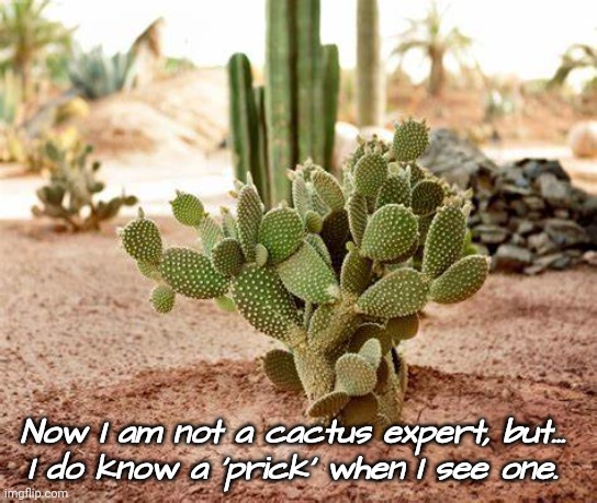 Prick | Now I am not a cactus expert, but... 
I do know a 'prick' when I see one. | image tagged in cactus,bad pun | made w/ Imgflip meme maker
