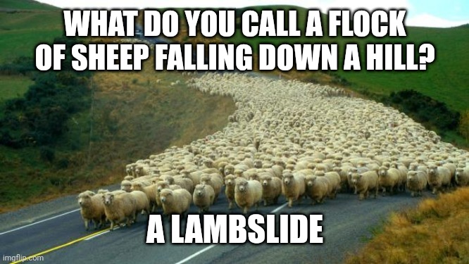 sheep | WHAT DO YOU CALL A FLOCK OF SHEEP FALLING DOWN A HILL? A LAMBSLIDE | image tagged in sheep | made w/ Imgflip meme maker