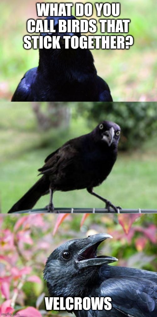 bad pun crow | WHAT DO YOU CALL BIRDS THAT STICK TOGETHER? VELCROWS | image tagged in bad pun crow | made w/ Imgflip meme maker