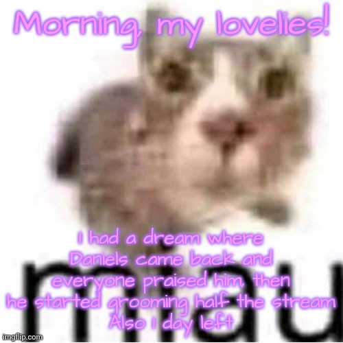 miau | Morning, my lovelies! I had a dream where Daniels came back and everyone praised him, then he started grooming half the stream
Also 1 day left | image tagged in miau | made w/ Imgflip meme maker