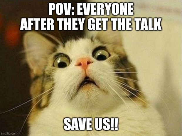 Scared Cat | POV: EVERYONE AFTER THEY GET THE TALK; SAVE US!! | image tagged in memes,scared cat | made w/ Imgflip meme maker