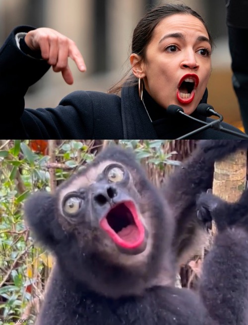 image tagged in aoc,funny animals,squad,maga,republicans,donald trump | made w/ Imgflip meme maker