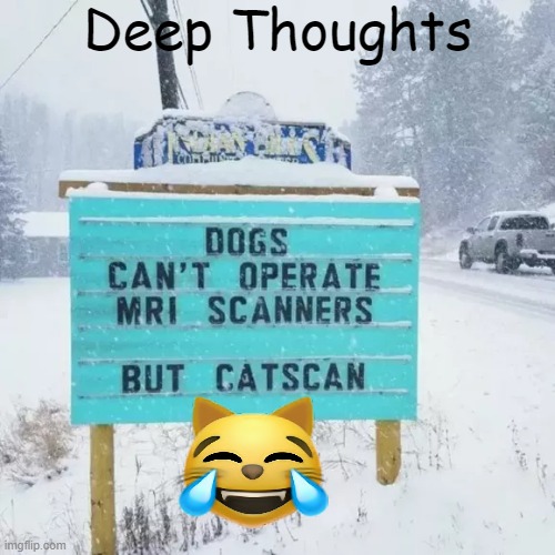 Cats and Dogs | Deep Thoughts | image tagged in cats,dogs,deep thoughts,lol | made w/ Imgflip meme maker