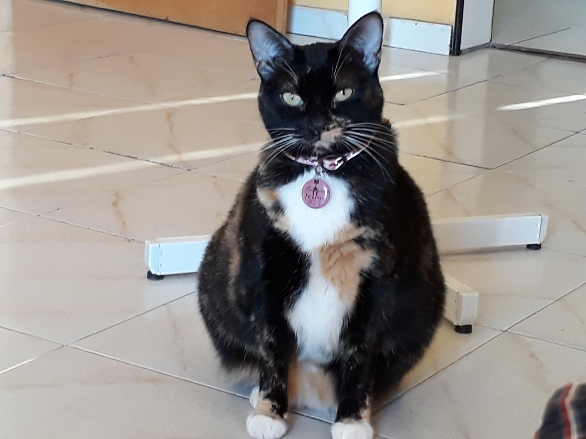Mishu Blank Meme Template