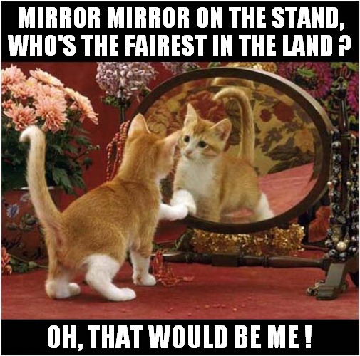 A Magical Kitten ! | MIRROR MIRROR ON THE STAND,
WHO'S THE FAIREST IN THE LAND ? OH, THAT WOULD BE ME ! | image tagged in cats,kitten,mirror mirror | made w/ Imgflip meme maker