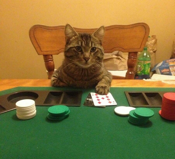 Gambling cat Blank Meme Template