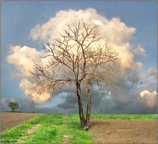 A Cloud Tree | image tagged in clouds,tree | made w/ Imgflip meme maker