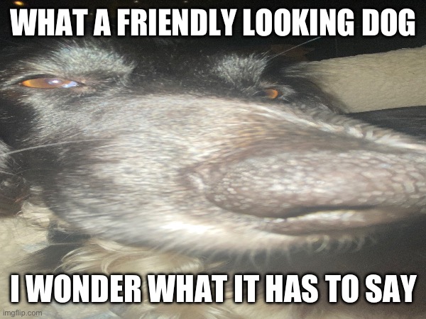 WHAT A FRIENDLY LOOKING DOG; I WONDER WHAT IT HAS TO SAY | image tagged in balls | made w/ Imgflip meme maker