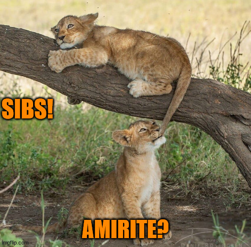 Sibs! | SIBS! AMIRITE? | image tagged in siblings,sibling rivalry,cats,lion | made w/ Imgflip meme maker