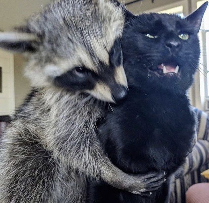 Raccoon Hug Cat Blank Meme Template
