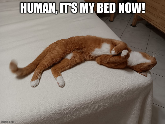 Human, it's my bed now! | HUMAN, IT'S MY BED NOW! | image tagged in cat,tabby,pumpkin,bed,sleep | made w/ Imgflip meme maker
