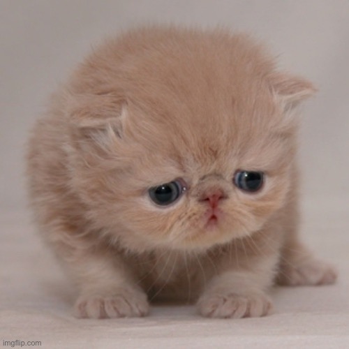 look at this cute cat haha | image tagged in cute cat is sad | made w/ Imgflip meme maker